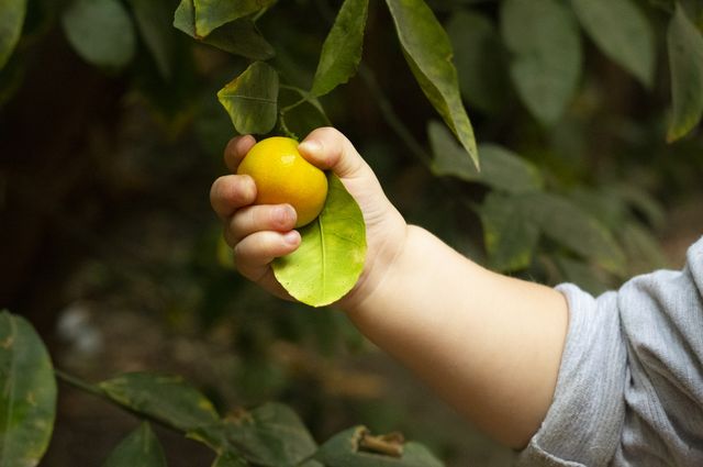 Best Organic Baby Products of 2019, a baby's hand grasping a fruit from a tree.